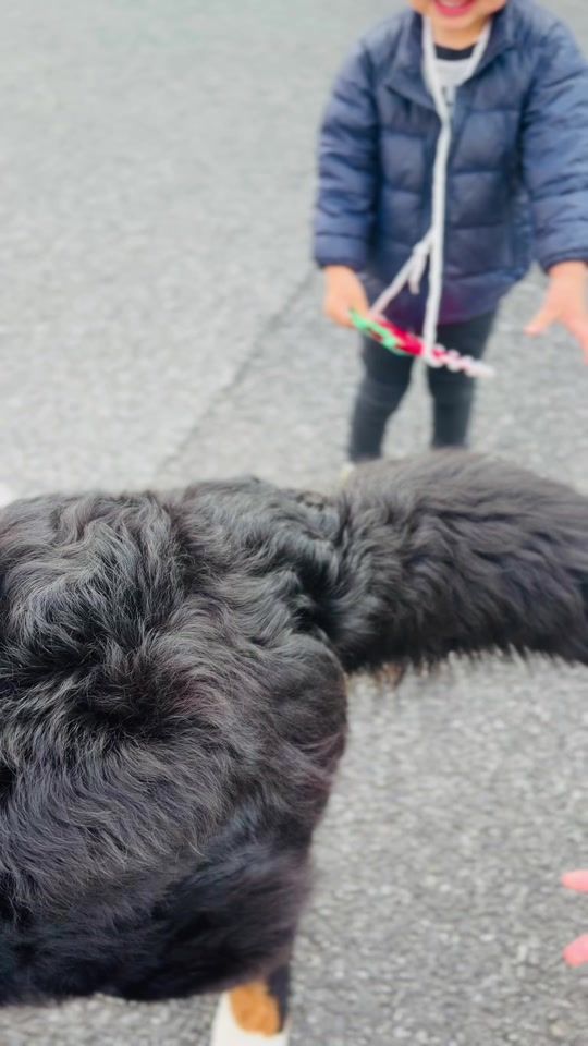 TikTok video thumbnail by doggy_kinoco