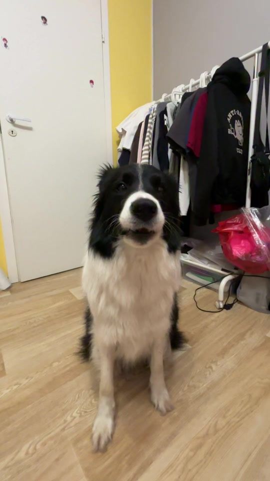 TikTok video thumbnail by shura_dog12