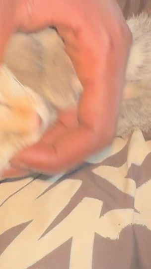 TikTok video thumbnail by leur_chouchou