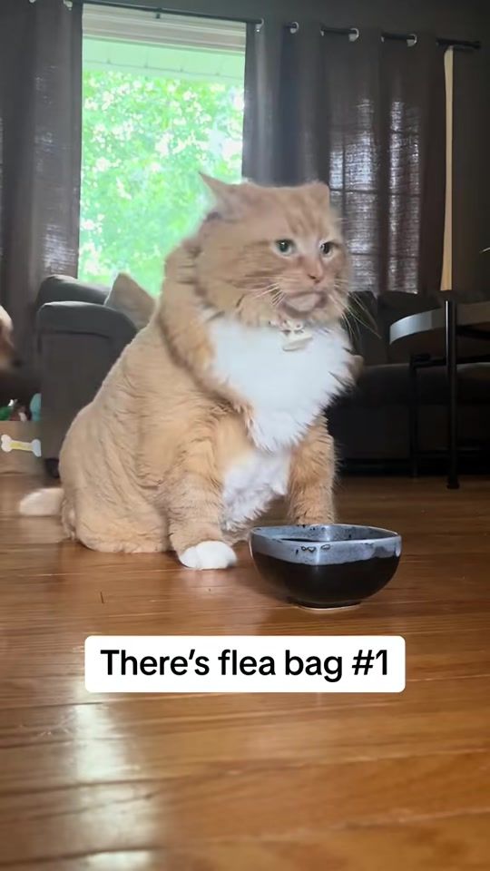 TikTok video thumbnail by fatcat391