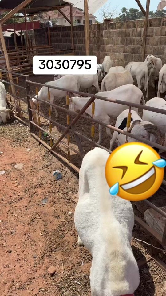 TikTok video thumbnail by apartment__boy