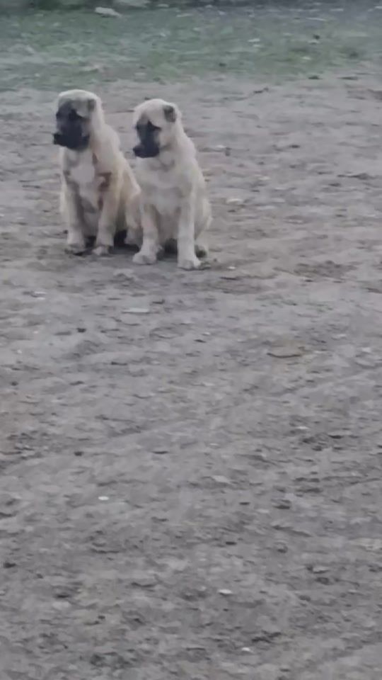 TikTok video thumbnail by elsun_779
