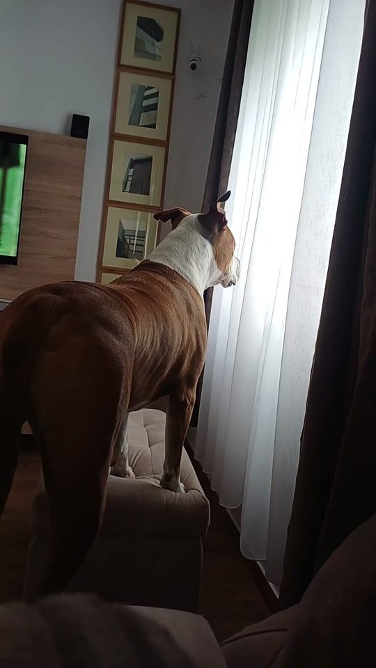 TikTok video thumbnail by rexapexa