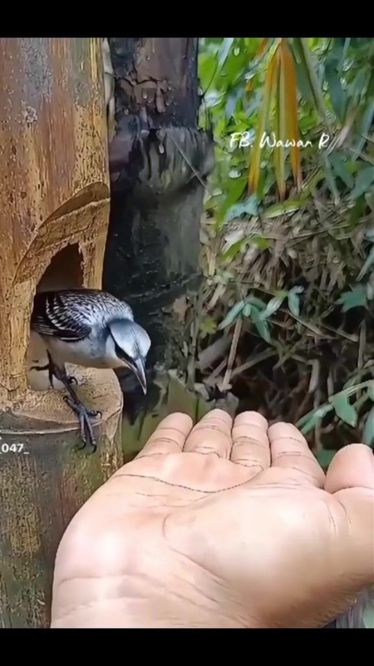 TikTok video thumbnail by zamiko44
