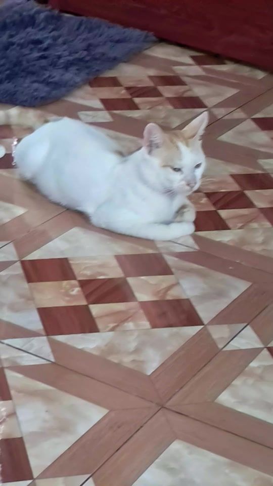 TikTok video thumbnail by salimasalima34