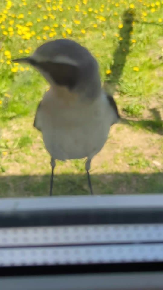 TikTok video thumbnail by mikhailo_23
