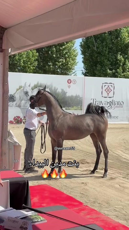TikTok video thumbnail by weaam.55