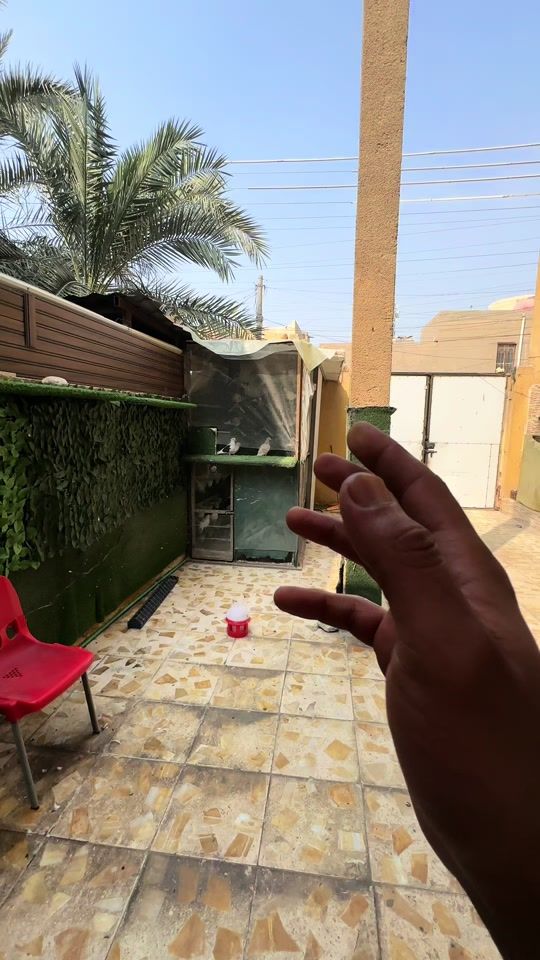 TikTok video thumbnail by khalidpigeon