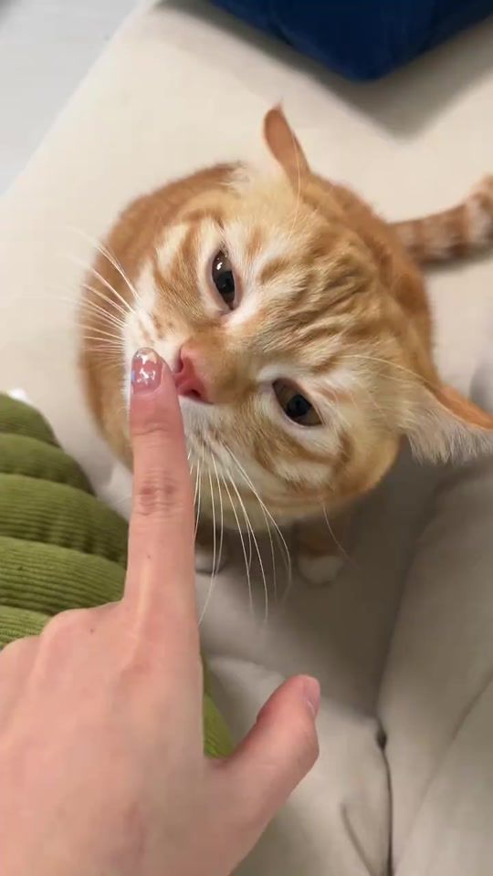 TikTok video thumbnail by sr_kittyyyy