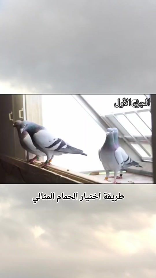 TikTok video thumbnail by k_o_b_r_a_56