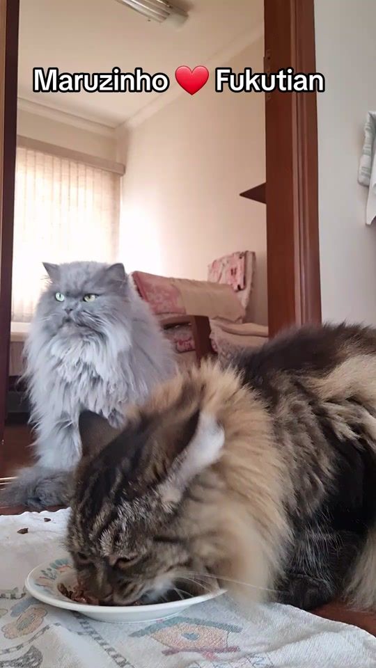 TikTok video thumbnail by fukumarubambiseta