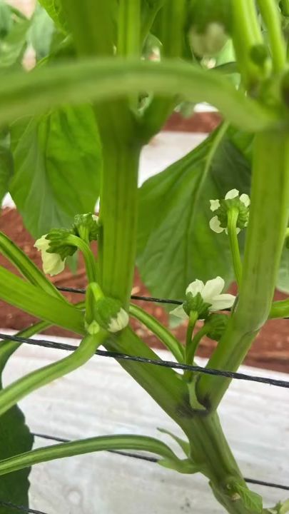 TikTok video thumbnail by hortipecrural