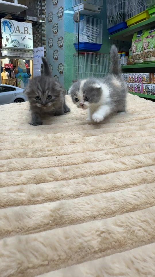 TikTok video thumbnail by adams_pet_world
