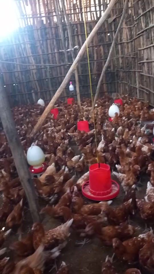 TikTok video thumbnail by abdisirajfarms