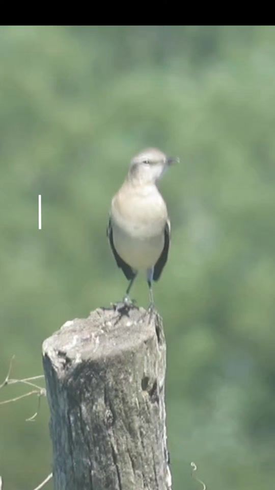 TikTok video thumbnail by pajaritos.a.volar