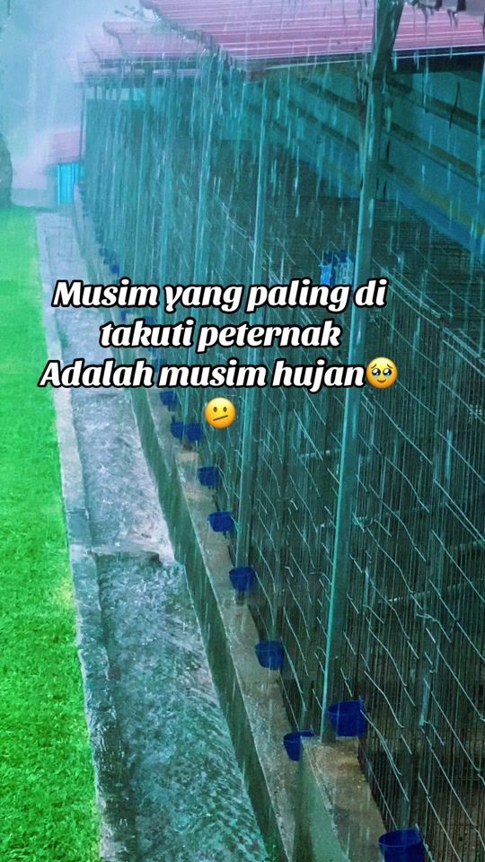 TikTok video thumbnail by sudarman1061