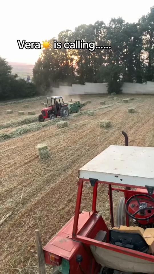 TikTok video thumbnail by mendy.farm