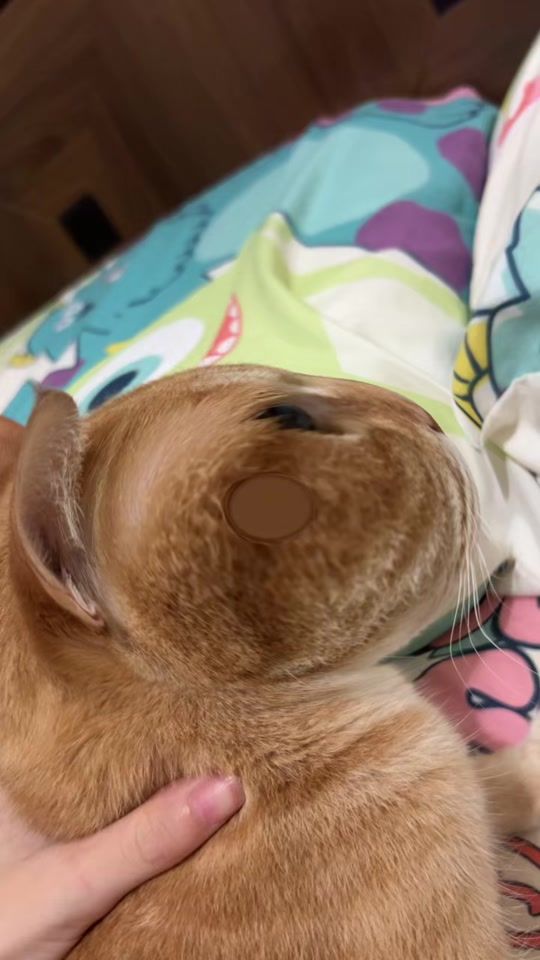 TikTok video thumbnail by ling08300