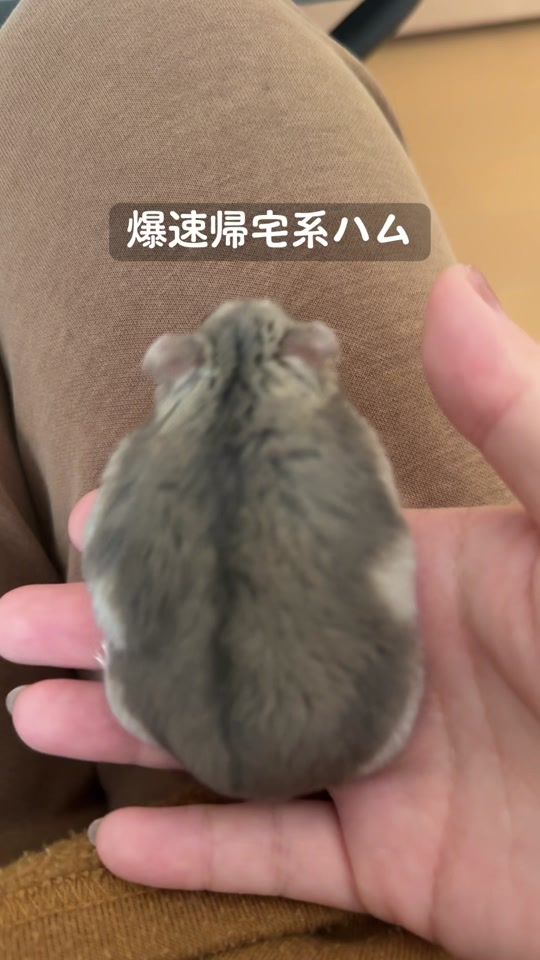 TikTok video thumbnail by mugi_chan_hamu