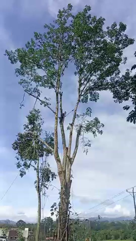 TikTok video thumbnail by climbingtraesandpruning