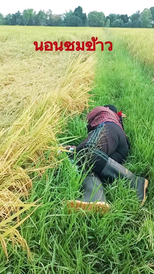 TikTok video thumbnail by radafarm