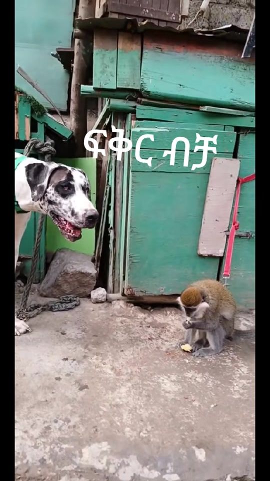 TikTok video thumbnail by afeman6