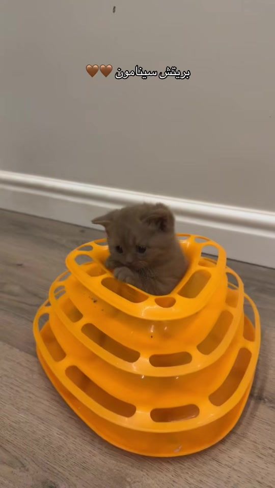 TikTok video thumbnail by bllcrr