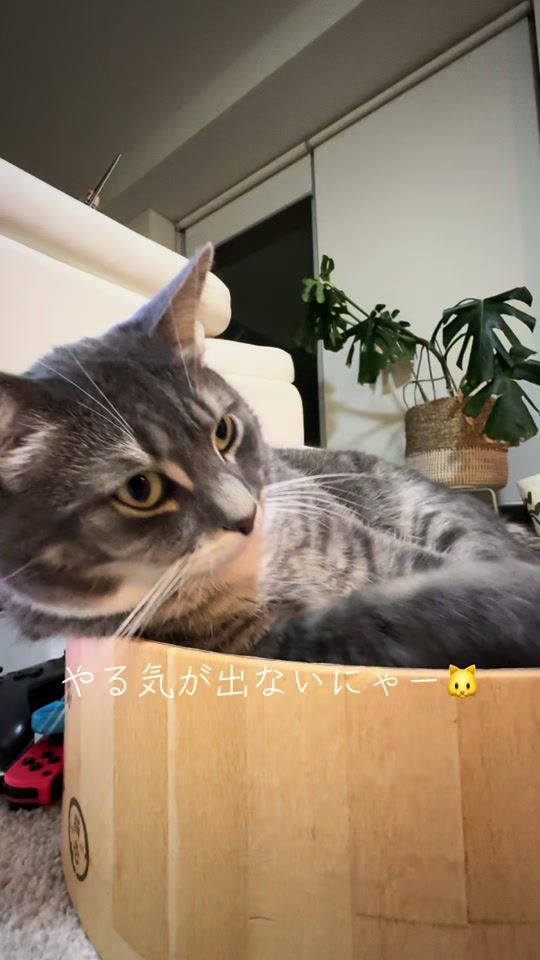 TikTok video thumbnail by kinya787
