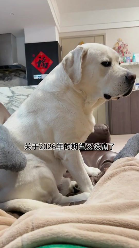 TikTok video thumbnail by tiechui_baba