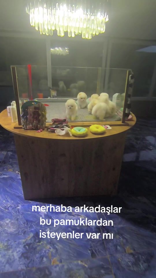 TikTok video thumbnail by pom.padell