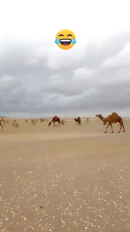 TikTok video thumbnail by haji420.44