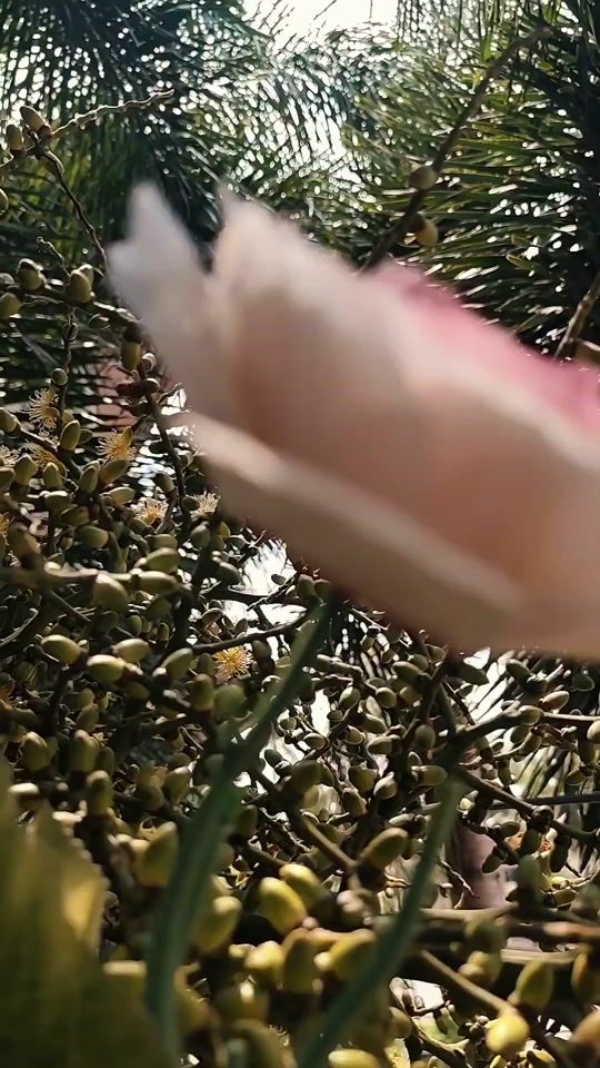 TikTok video thumbnail by sithucreations0
