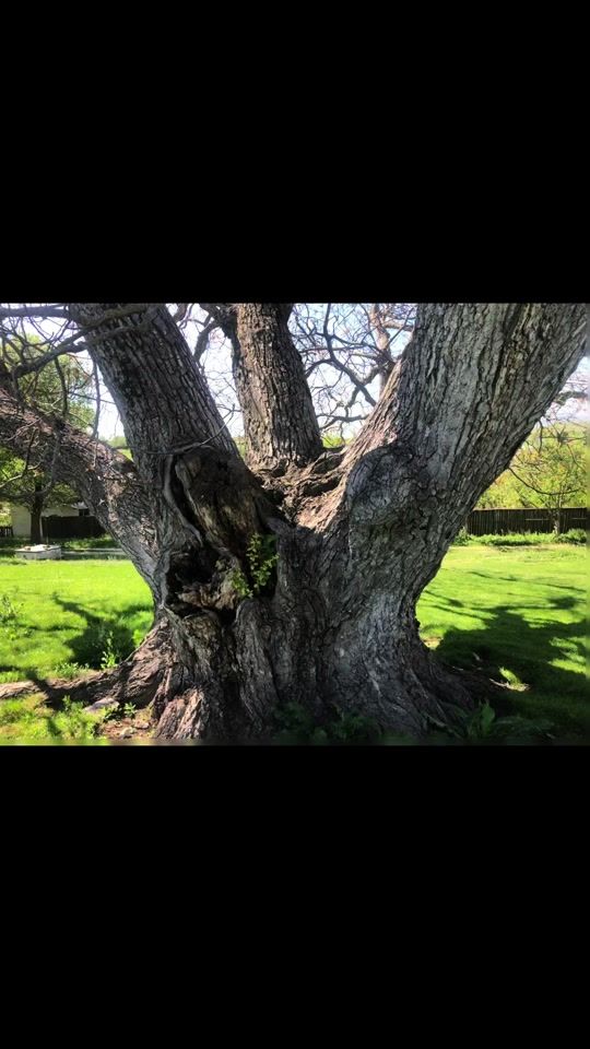 TikTok video thumbnail by pejawood