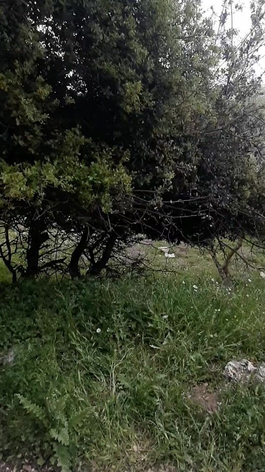 TikTok video thumbnail by mahaalabbadi1