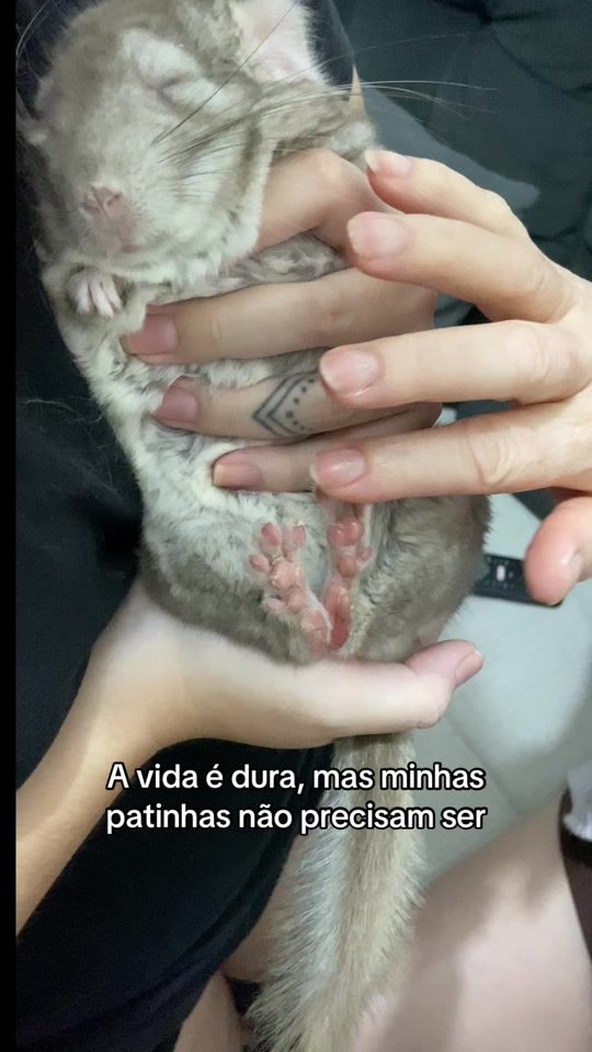 TikTok video thumbnail by kipy.chinchila