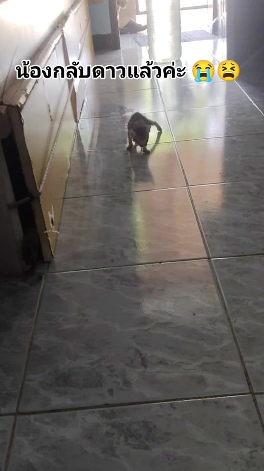 TikTok video thumbnail by wasna_cat_2024