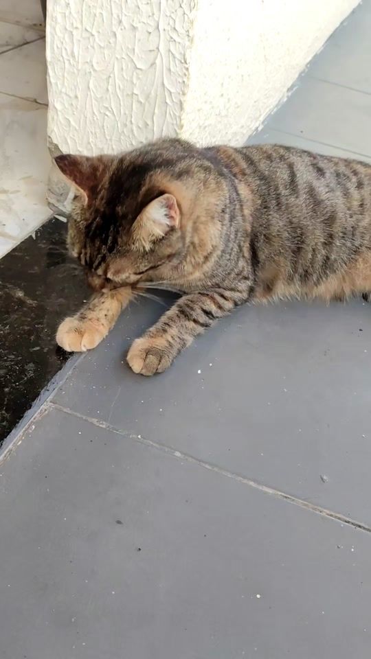 TikTok video thumbnail by jardim.com.pets