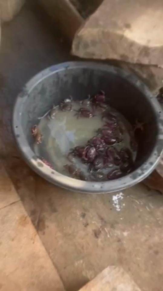 TikTok video thumbnail by may619199
