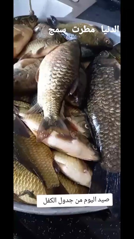 TikTok video thumbnail by r._zg