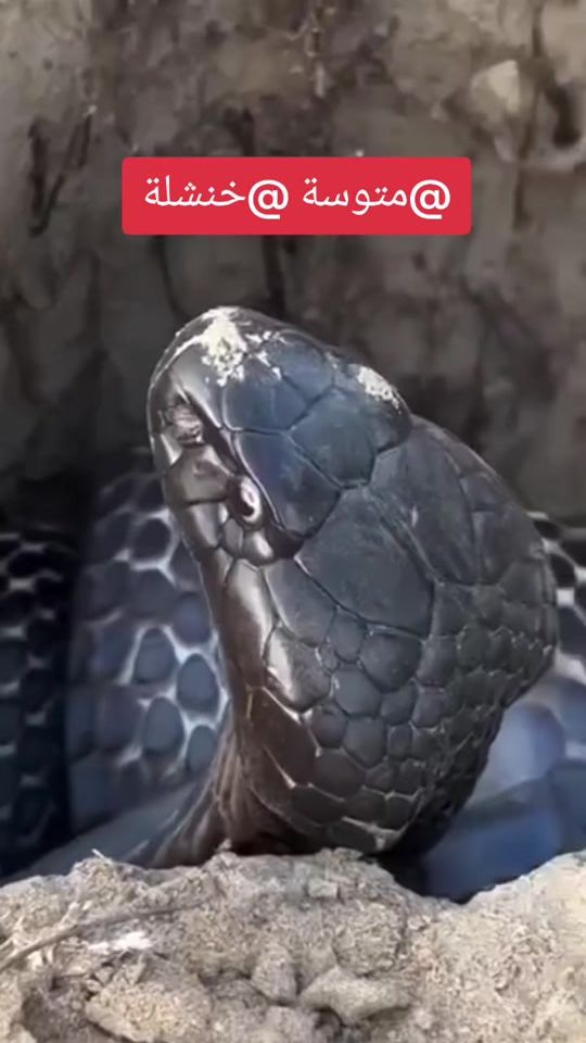 TikTok video thumbnail by m34volum