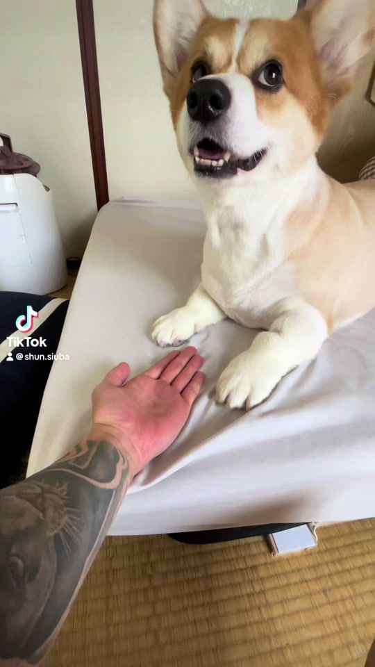 TikTok video thumbnail by shun.siuba