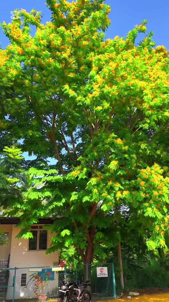 TikTok video thumbnail by chathuw82