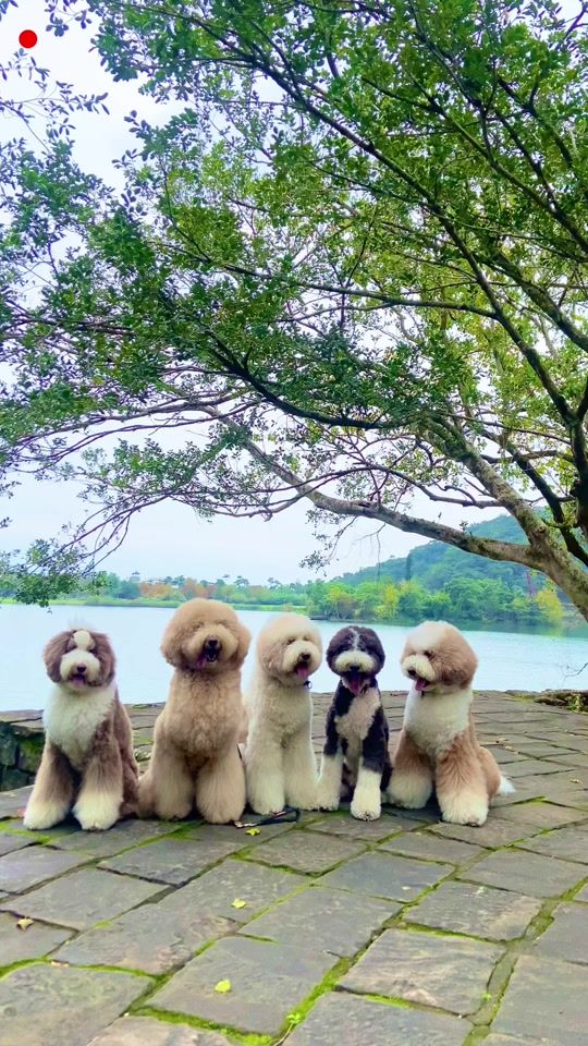 TikTok video thumbnail by i_love_5bears