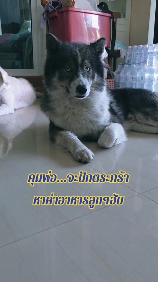 TikTok video thumbnail by kook_kookpolice