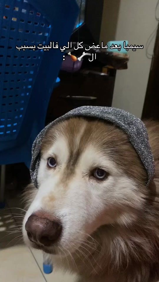 TikTok video thumbnail by dr.ahmed.simba