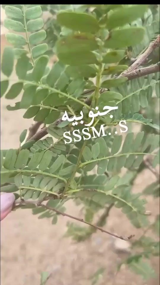 TikTok video thumbnail by sssm..s