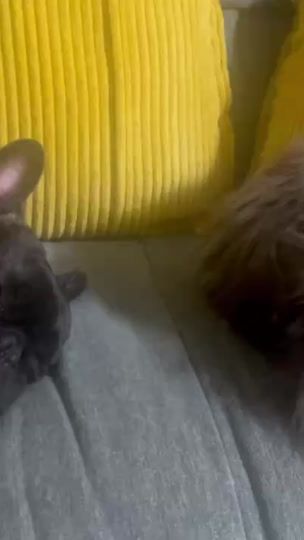 TikTok video thumbnail by gaasyy_yade