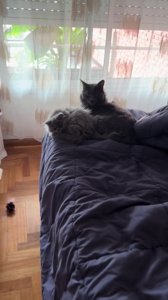 TikTok video thumbnail by soyagushta