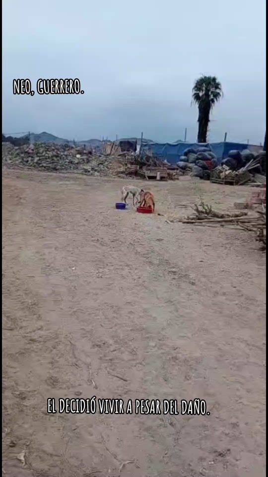 TikTok video thumbnail by elrefugiodesky._