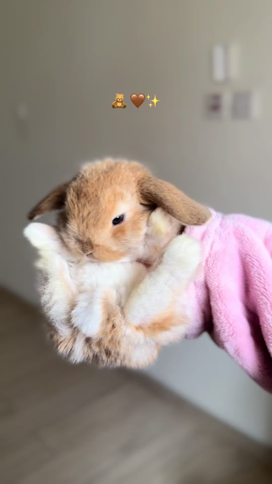 TikTok video thumbnail by rabbitqtr